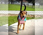Small Beagle Mix