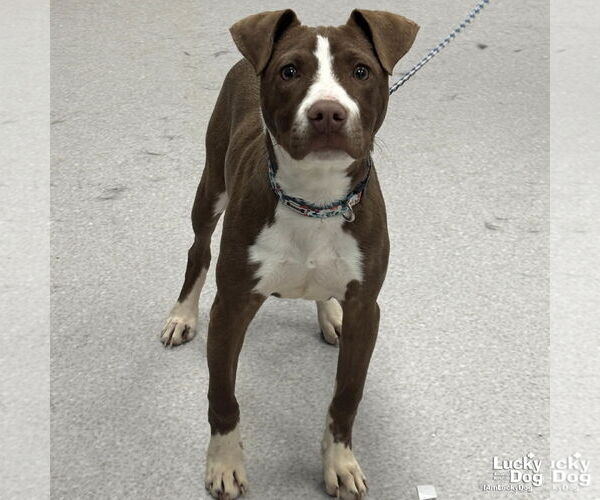 Medium Photo #1 Lab-Pointer Puppy For Sale in Washington, DC, USA