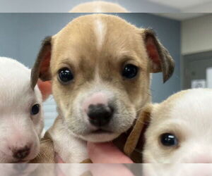 Chihuahua Dogs for adoption in Brighton, CO, USA