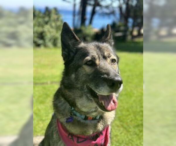 Medium Photo #7 German Shepherd Dog Puppy For Sale in Salinas, CA, USA