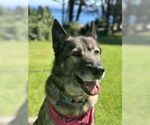 Small #6 German Shepherd Dog