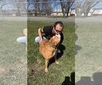 Small #1 Boxer Mix