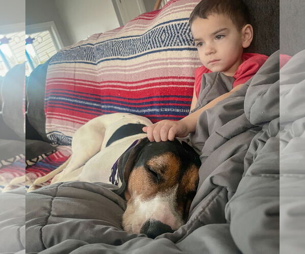 Medium Photo #15 Treeing Walker Coonhound Puppy For Sale in Huntley, IL, USA