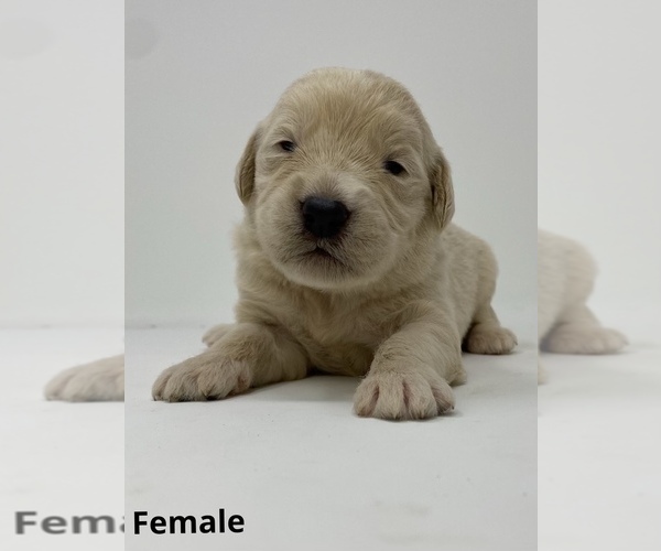 Medium Photo #8 Goldendoodle Puppy For Sale in MONCLOVA, OH, USA