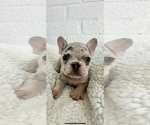 Puppy Puppy 5 French Bulldog