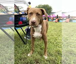 Small #3 Mutt