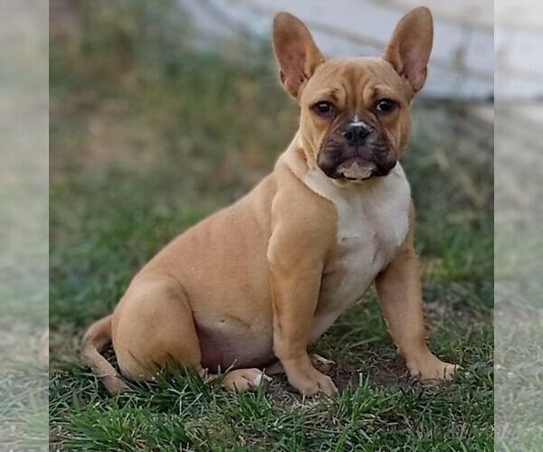 Medium Photo #1 American Bully Puppy For Sale in DOS PALOS, CA, USA
