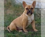 Small Photo #1 American Bully Puppy For Sale in DOS PALOS, CA, USA