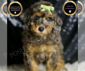 Poodle (Miniature) Puppy for sale in WARSAW, IN, USA