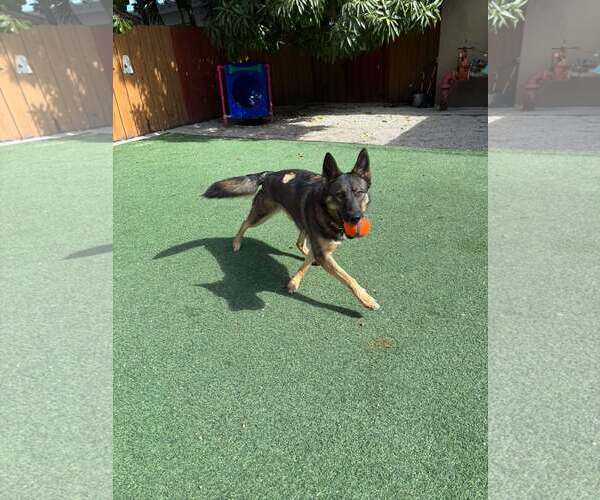 Medium Photo #6 German Shepherd Dog Puppy For Sale in Plantation, FL, USA