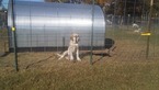 Small Photo #22 Anatolian Shepherd-Great Pyrenees Mix Puppy For Sale in CALVIN, OK, USA