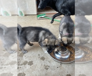German Shepherd Dog-Siberian Husky Mix Puppy for sale in WILMINGTON, CA, USA