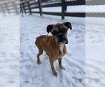 Small Photo #5 Boxer Puppy For Sale in Burnsville, MN, USA