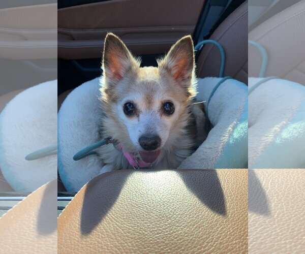 Medium Photo #3 Chihuahua Puppy For Sale in  Ramona, CA, USA