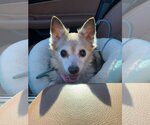 Small #2 Chihuahua