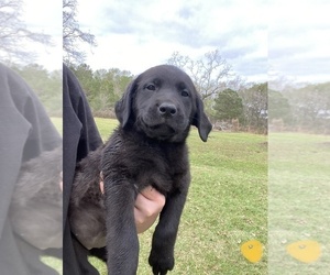 Labrador Retriever Puppy for sale in OSYKA, MS, USA