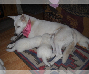 Mother of the German Shepherd Dog puppies born on 02/22/2021