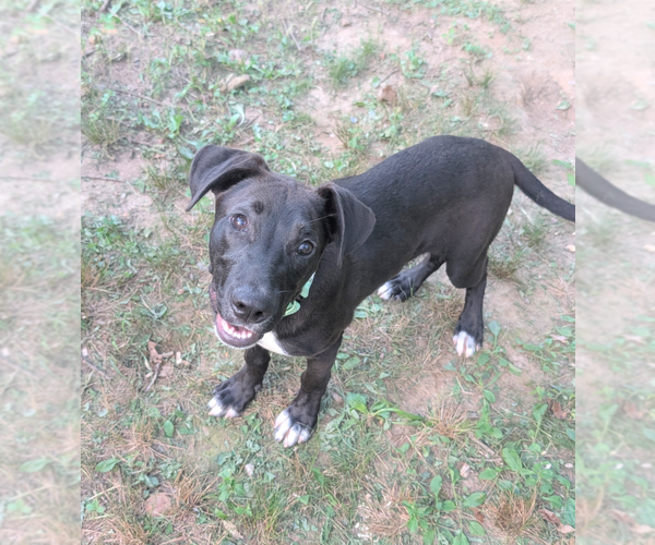Medium Photo #1 Boxador Puppy For Sale in Boston, MA, USA