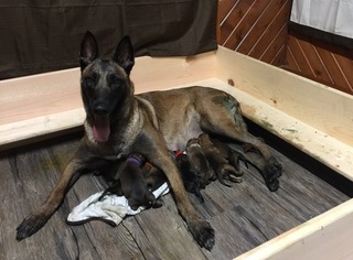 Belgian Malinois Puppy for sale in VALPARAISO, IN, USA