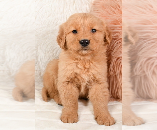 Medium Photo #5 Golden Retriever Puppy For Sale in MILLERSBURG, OH, USA