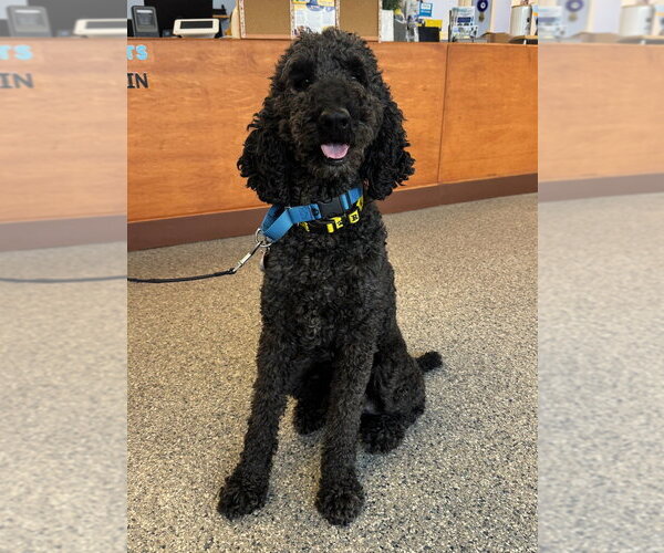 Medium Photo #1 Poodle (Standard) Puppy For Sale in Greenbelt, MD, USA