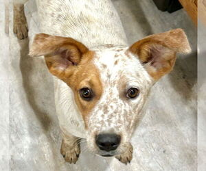 Mutt Dogs for adoption in Estherville, IA, USA