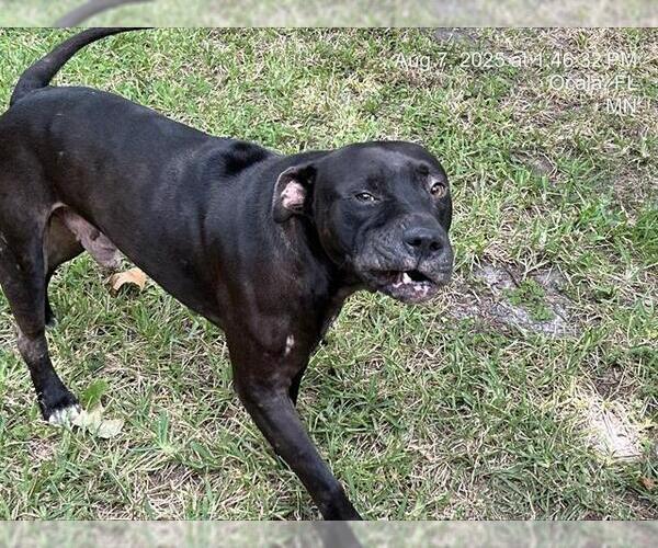Medium Photo #1 Labrador Retriever-Unknown Mix Puppy For Sale in Ocala, FL, USA