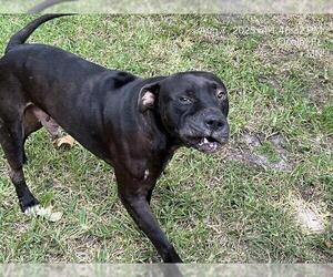 Medium Labrador Retriever Mix