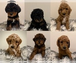 Image preview for Ad Listing. Nickname: Litter of 6