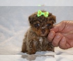 Small #10 ShihPoo