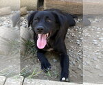 Small Photo #2 Border Collie-Colonial Cocker Spaniel Mix Puppy For Sale in Wetumpka, AL, USA