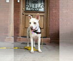 Small #2 Labrador Retriever Mix