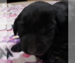 Small Photo #34 Labrador Retriever Puppy For Sale in OLYMPIA, WA, USA