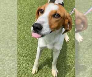 Treeing Walker Coonhound Dogs for adoption in Fayetteville, NC, USA