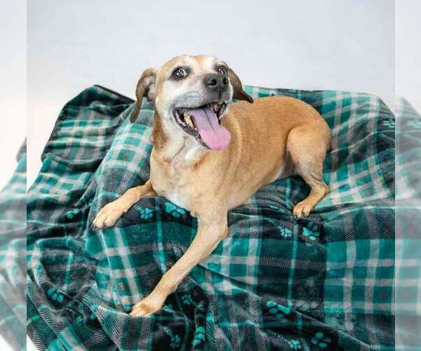 Medium Photo #3 Labbe Puppy For Sale in Kennesaw, GA, USA