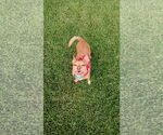 Small #3 Chihuahua Mix