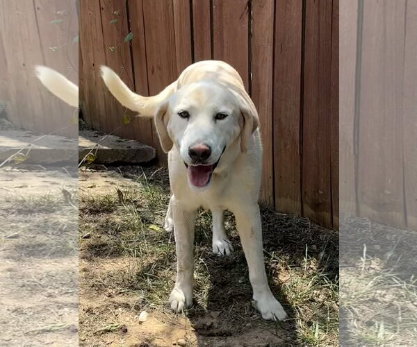 Medium Photo #3 Mutt Puppy For Sale in Wetumpka, AL, USA