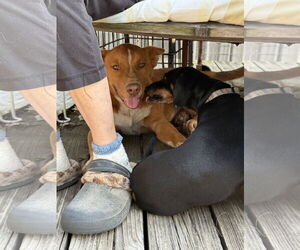 Red Heeler-Unknown Mix Dogs for adoption in Royse City , TX, USA