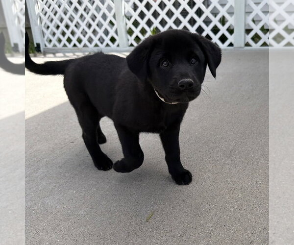 Medium Photo #3 Labrador Retriever-Unknown Mix Puppy For Sale in Aurora, IN, USA