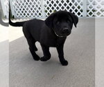 Small #2 Labrador Retriever Mix