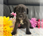 Small #1 Neapolitan Mastiff