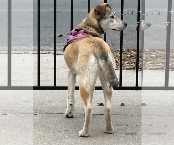 Medium Photo #10 Mutt Puppy For Sale in Minneapolis, MN, USA