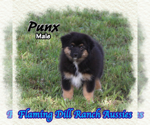 Miniature Australian Shepherd Puppy for Sale in FORESTBURG, Texas USA