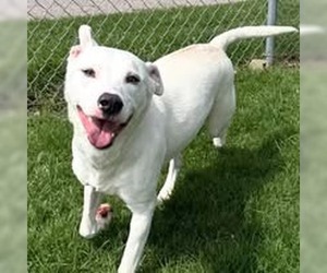 Snow White - Female Mutt Dog for Adoption - Photo #2