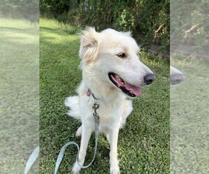 Great Pyrenees-Unknown Mix Dogs for adoption in Abbeville, LA, USA