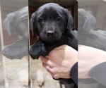 Small #22 Labrador Retriever