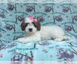 Small #4 Cavapoo