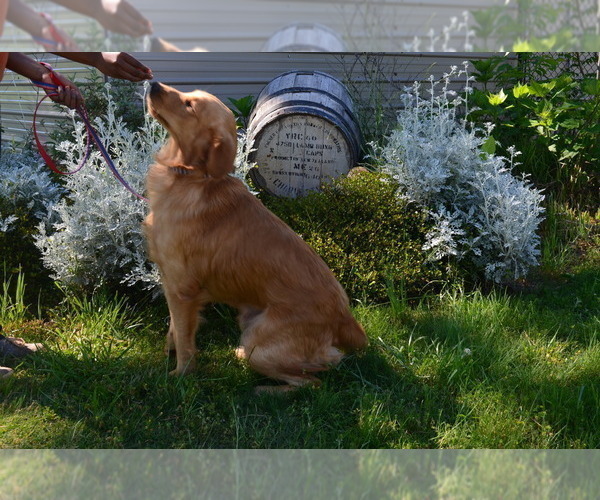 Medium Photo #1 Golden Retriever Puppy For Sale in COVINGTON, GA, USA