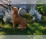 Small Photo #1 Golden Retriever Puppy For Sale in COVINGTON, GA, USA