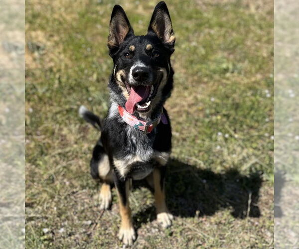 Medium Photo #1 Mutt Puppy For Sale in Rohnert Park, CA, USA